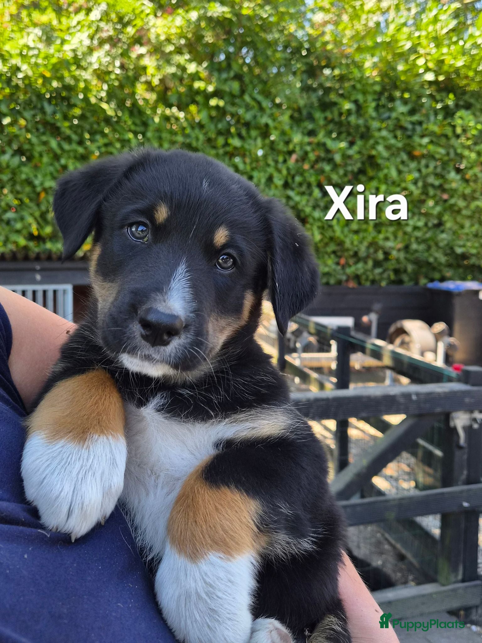 Berner Sennenhond honden Prachtige Bernersennen pups  - Advertentie 5