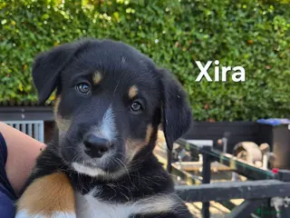 Berner Sennenhond honden Prachtige Bernersennen pups - Advertentie 5