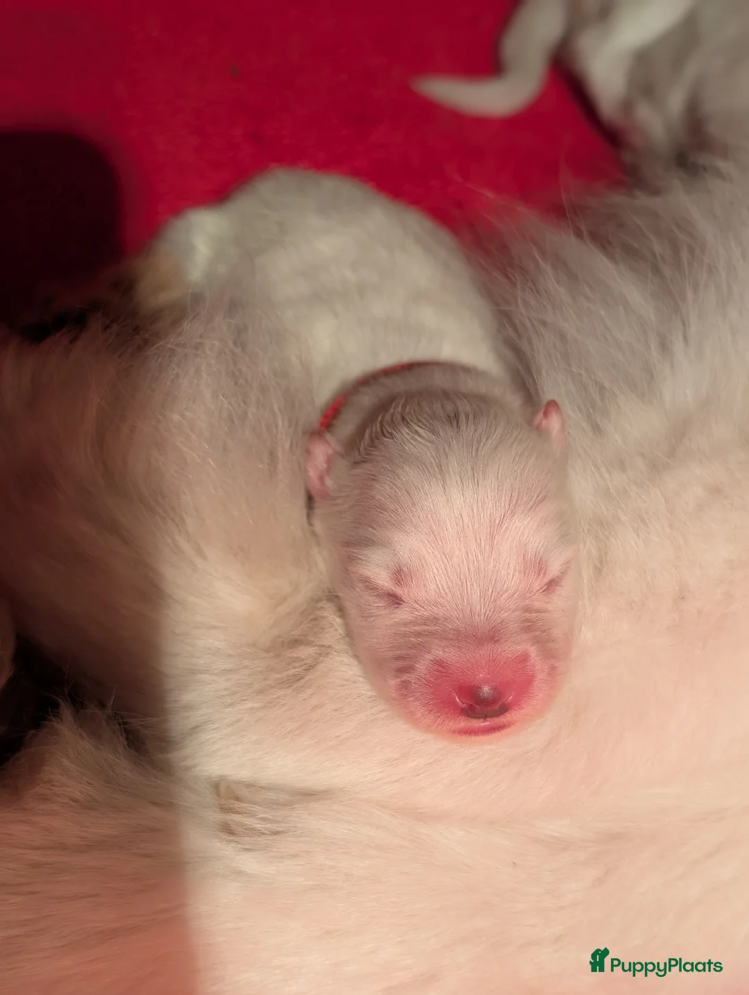 Samojeed honden te koop: Prachtige samojeden pups  in Tweede Exloermond - Advertentie 8