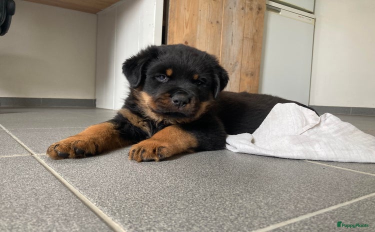 Rottweiler honden - Advertentie 1