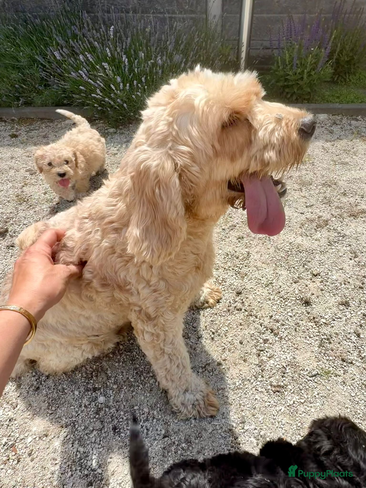 Cockapoo honden te koop: Cockapoo x boomer pups  - Advertentie 18