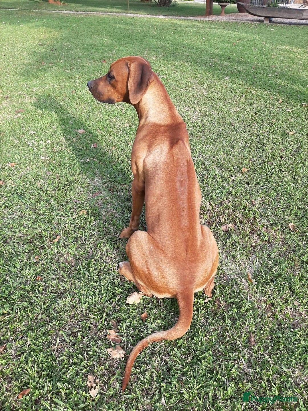 Rhodesian Ridgeback honden te koop: Eenmalig RR nestje-half juni van Keniaanse Teef in Elst - Afbeelding 3