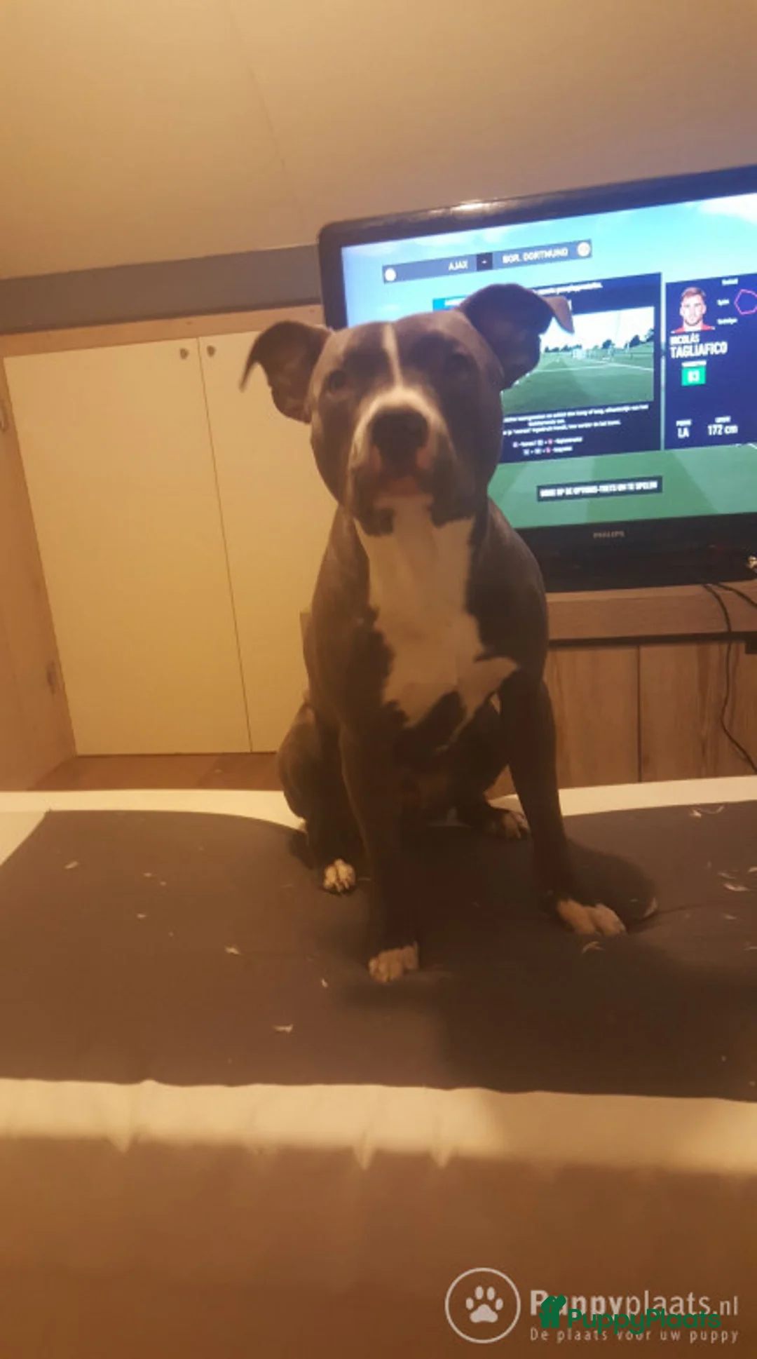 Pitbull Terriër honden ter dekking: lieve dekreu zoekt teefje voor dekking in Heteren - Advertentie 1