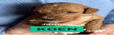 Koen