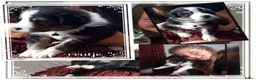 Border Collie honden te koop: Prachtige, Border Collie pups, 100% raszuiver! - Advertentie 11