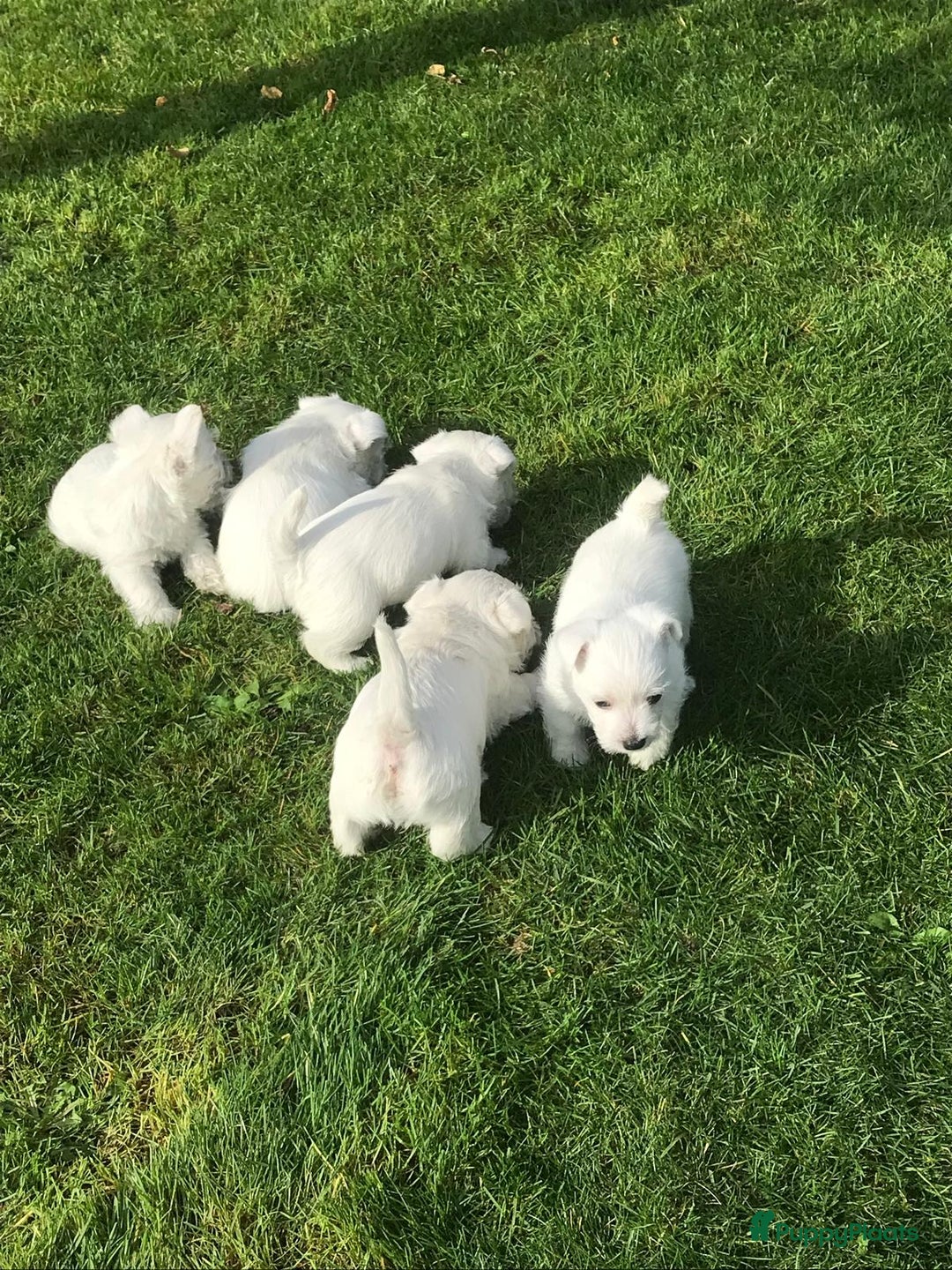 West Highland White Terriër honden te koop: TE KOOP PRACHTIGE WEST HIGHLAND WHITE TERRIËR PUPS - Advertentie 10