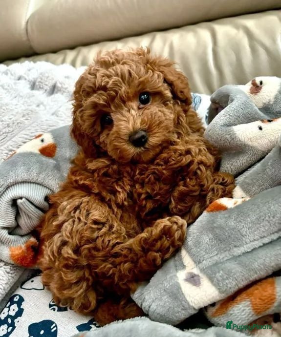 Poedel Toy honden te koop: Toy Poedel pups - Advertentie 1