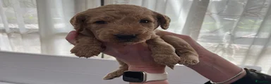 Australian Labradoodle Puppy 2