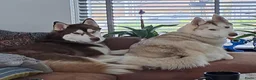 Siberische Husky honden te koop: Siberische Husky pups - Advertentie 2
