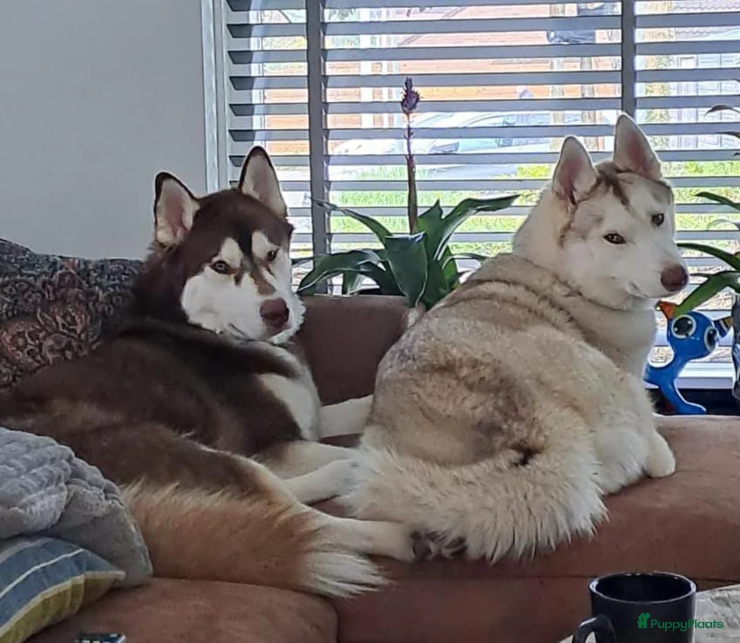 Siberische Husky honden te koop: Siberische Husky pups - Advertentie 2
