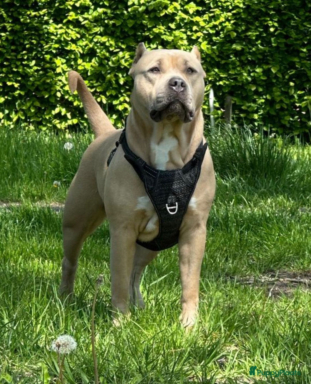 Amerikaanse Bully honden te koop: American bully XL pups bossy kennels bloedlijn! - Afbeelding 8