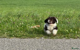 Spaanse Waterhond honden te koop: Spaanse Waterhond pups - Afbeelding 12