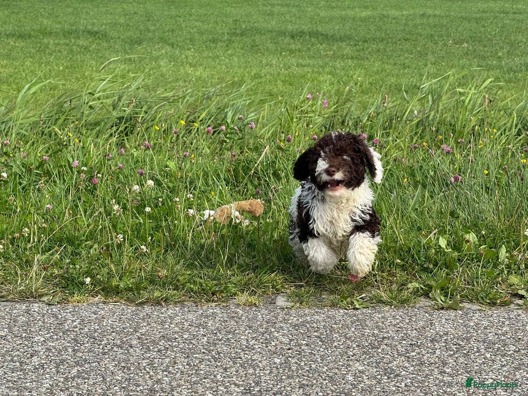 Spaanse Waterhond honden te koop: Spaanse Waterhond pups - Afbeelding 12