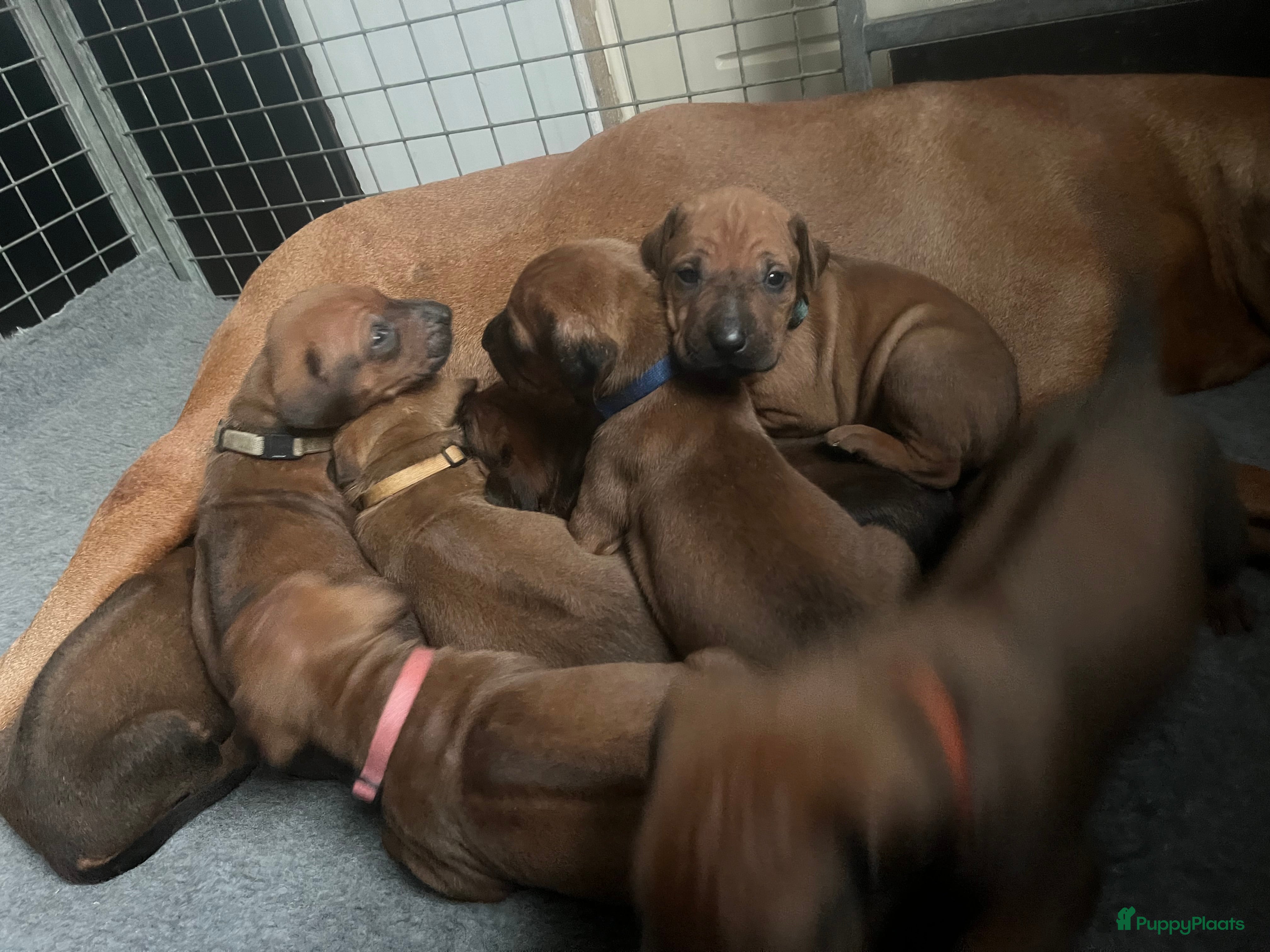Rhodesian Ridgeback honden Rhodesian Ridgeback 7 reutjes geboren - Advertentie 3