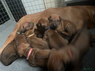 Rhodesian Ridgeback honden Rhodesian Ridgeback 7 reutjes geboren - Advertentie 3