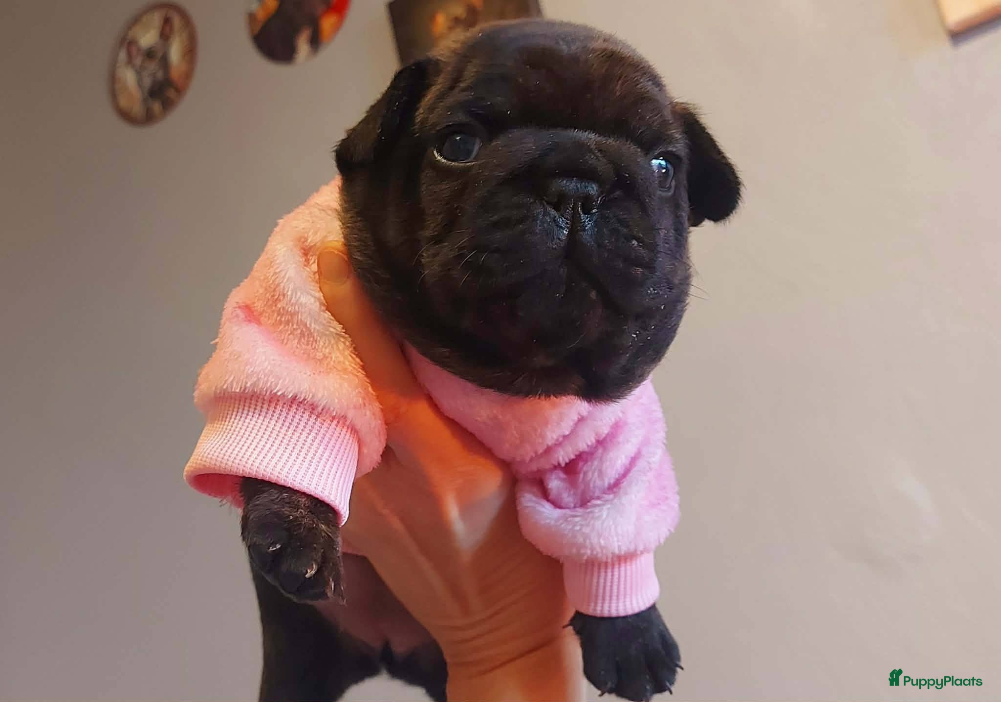 Franse Bulldog honden Prachtige Franse Bulldog pup met stamboom - Advertentie 2