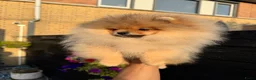 Pomeriaan honden te koop: Exclusieve Bearface Pomeranian Puppy - Teefje - Advertentie 3