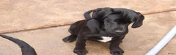 Labrador Retriever honden te koop: leuke labrador pups - Advertentie 3