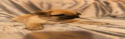 Mopshond honden te koop: Schattige Mopshond puppy’s  - Advertentie 3