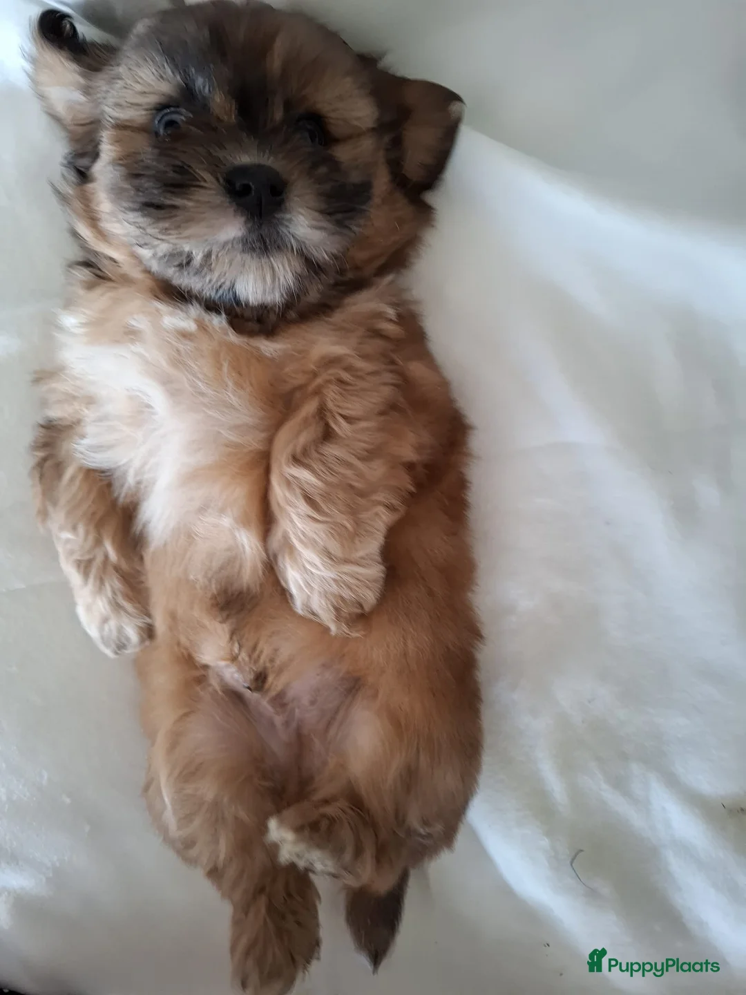 Boomer honden te koop: Drie mooie boomer reutjes  - Advertentie 3