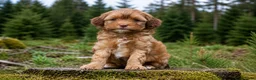 Maltipoo honden te koop: Sociale kleine Maltipoo puppy’s 🥰 - Advertentie 12