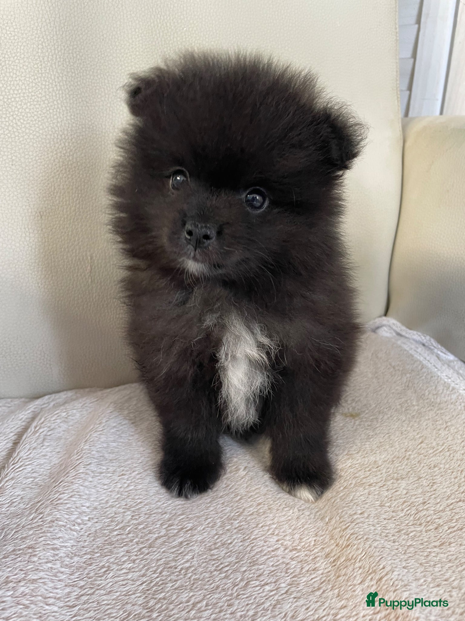 Pomeriaan honden 5 Prachtige Pomeriaan/dwergkees pups.🩵🩷 - Advertentie 1