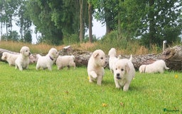 Golden Retriever honden te koop: Prachtige golden retriever pups stamboom  - Afbeelding 1