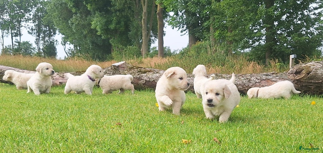 Golden Retriever honden te koop: Prachtige golden retriever pups stamboom  - Afbeelding 1