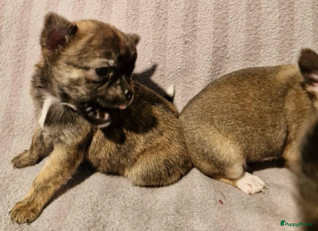 Chihuahua honden te koop: Uniek brindle chichuahua teefje - Advertentie 11