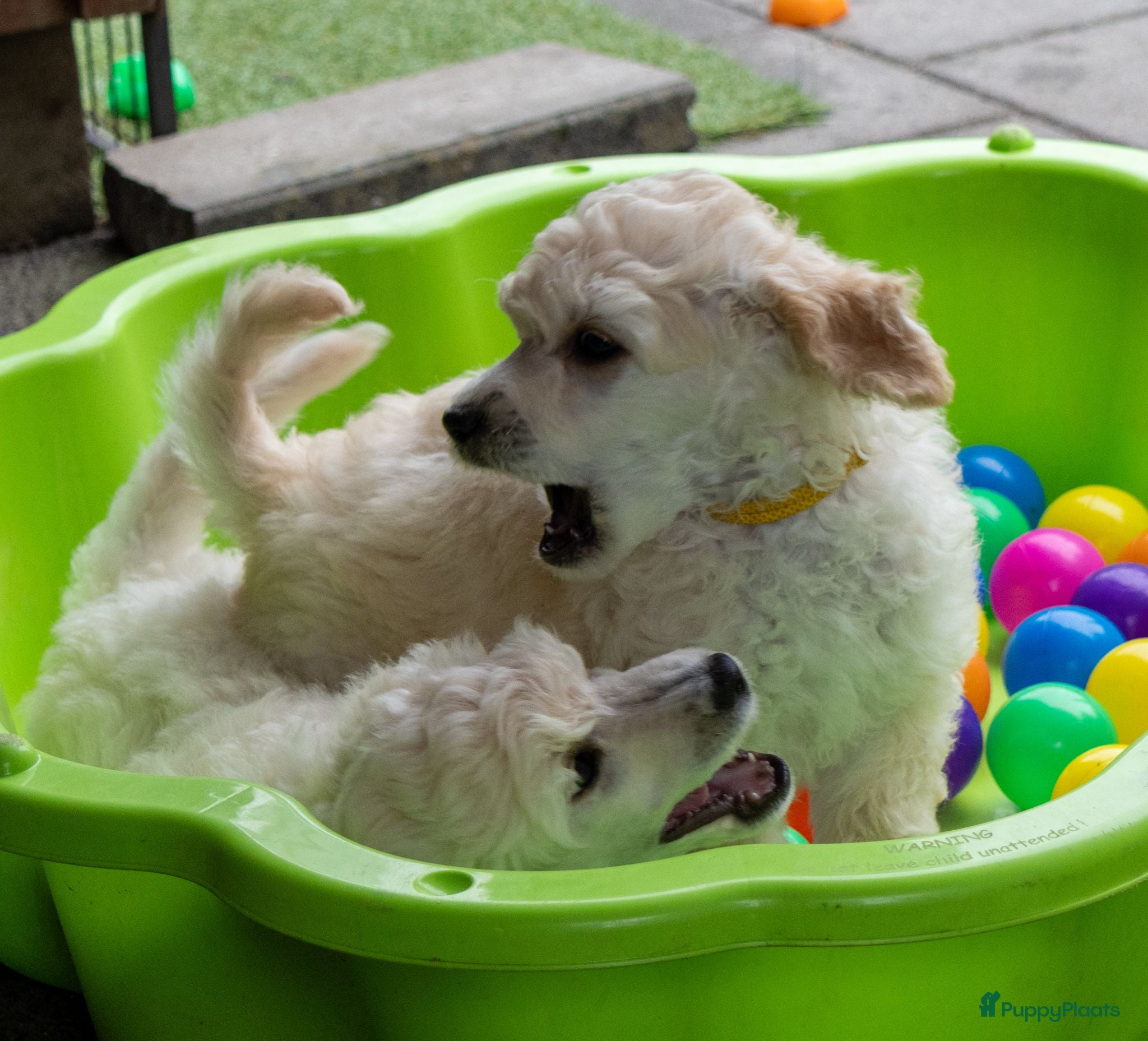 Labradoodle honden Poedel outcross pups | DNA-geteste ouderdieren - Advertentie 2