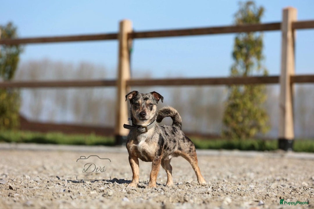 Jack Russel Terriër honden te koop: Merle Jackrussel te koop - Advertentie 21
