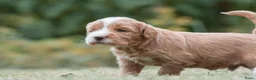 Kruising honden te koop:  Prachtige rood/apricot Medium Doodle pups  - Advertentie 16