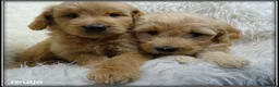 Labradoodle honden te koop: Labradoodle F4 pups medium. - Advertentie 16