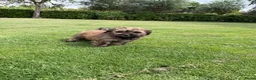 Kruising honden te koop: Boompoo (Boomer x Poedel) pups - Advertentie 15