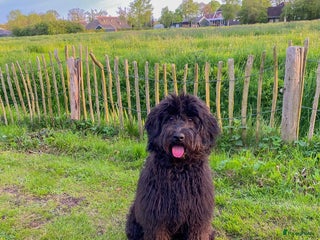 Labradoodle honden Labradoodle pups verwacht 8 december te reserveren - Advertentie 11