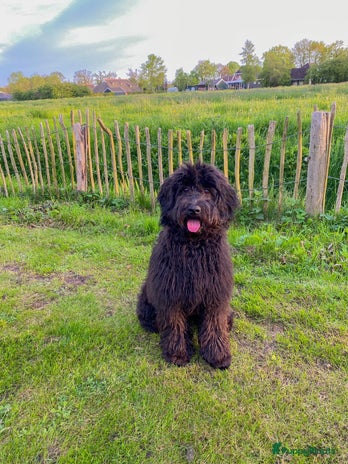 Labradoodle honden Labradoodle pups verwacht 8 december te reserveren - Advertentie 1