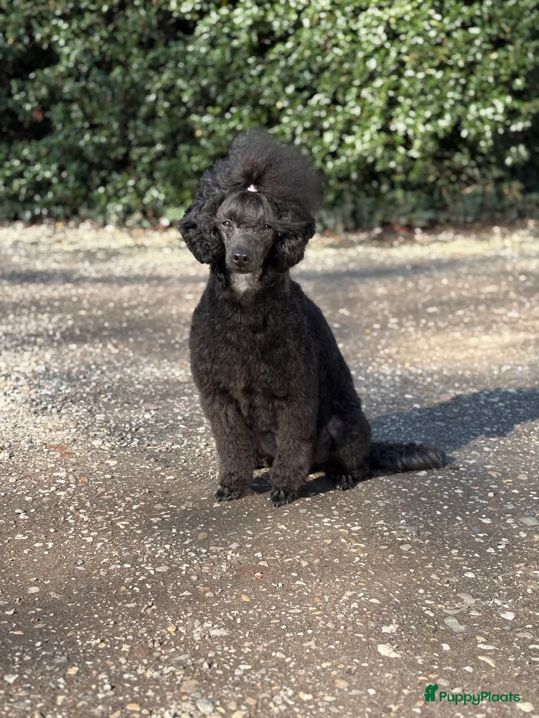 Dwergpoedel honden te koop: Dwergpoedel pups - Advertentie 9