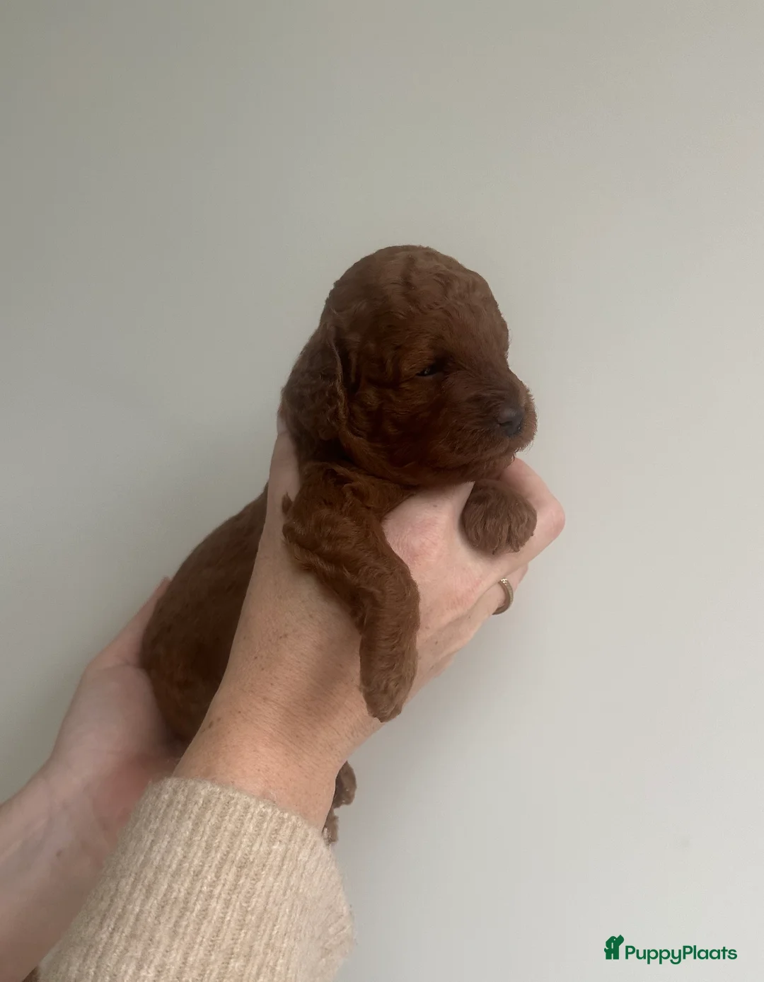 Dwergpoedel honden te koop: Prachtige rode dwergpoedel pups - Advertentie 9