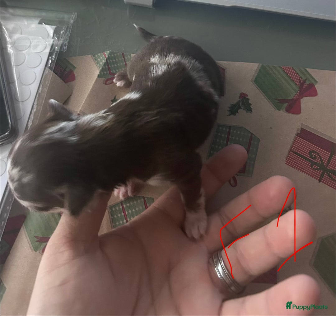 Chihuahua honden te koop: 6 lieve Chihuahua puppy’s - Advertentie 24