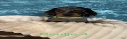 Teckel (korthaar)  honden te koop: 5 teckel mannetjes - Advertentie 11