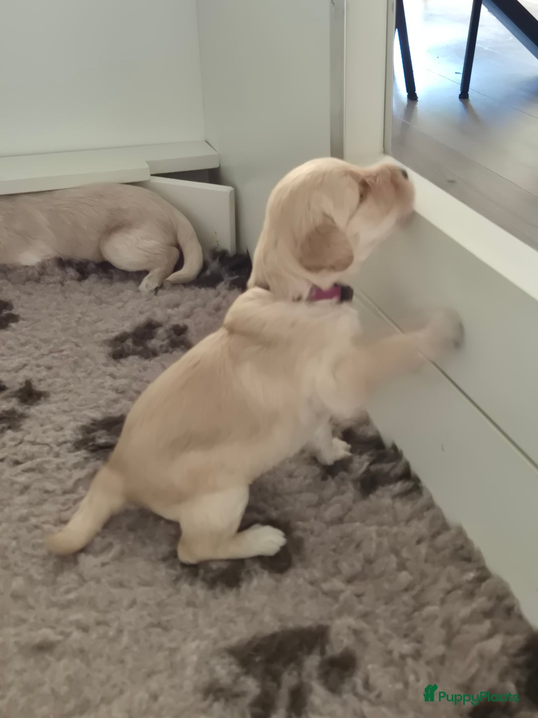 Labradoodle honden te koop: Labradoodle x Australian Labradoodle  in Oosterhout - Afbeelding 4