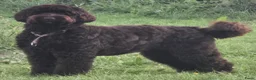Australian Labradoodle honden te koop: Australian labradoodle pup reu - Advertentie 12