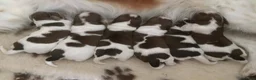 Kooikerhondje honden te koop: Schitterende.. kooikerpups ..kooikerhondje  - Advertentie 1
