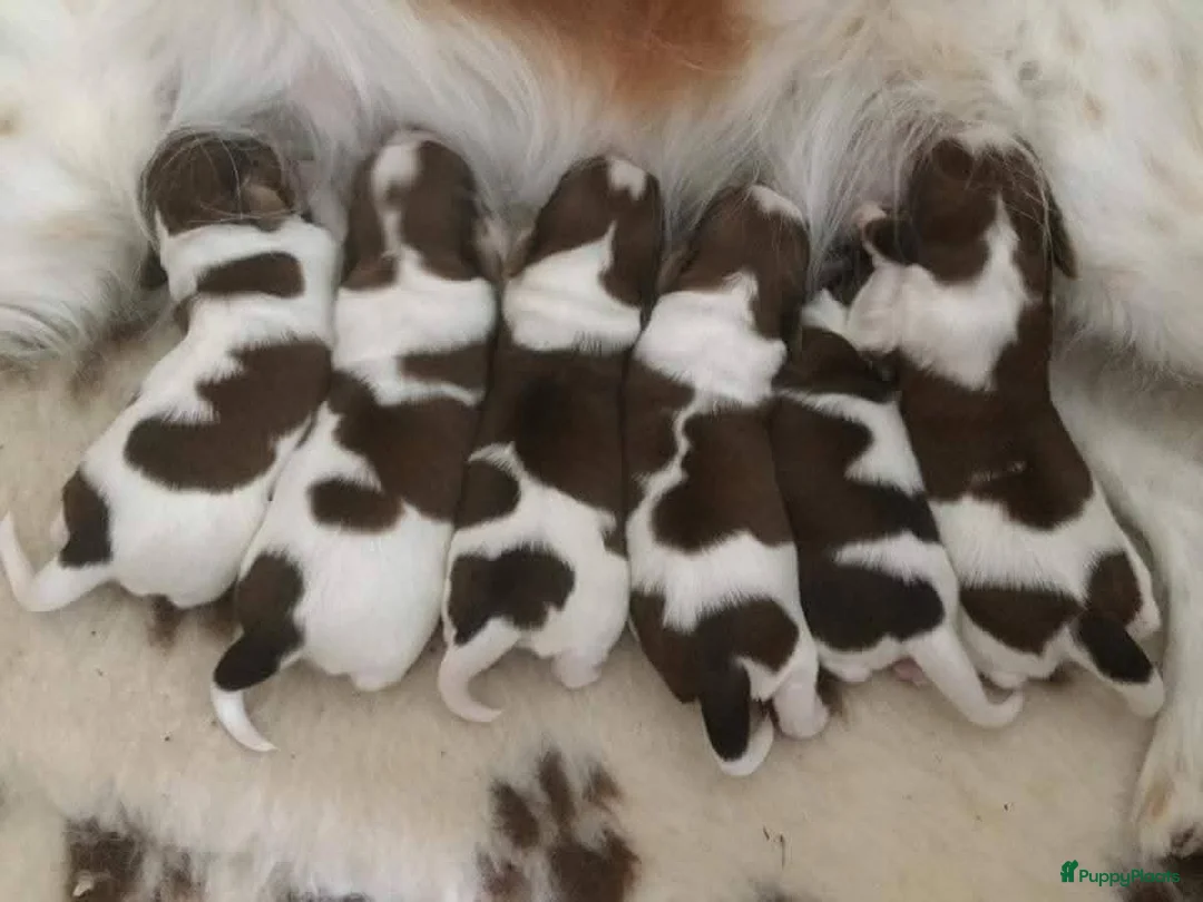 Kooikerhondje honden te koop: Schitterende.. kooikerpups ..kooikerhondje  - Advertentie 1