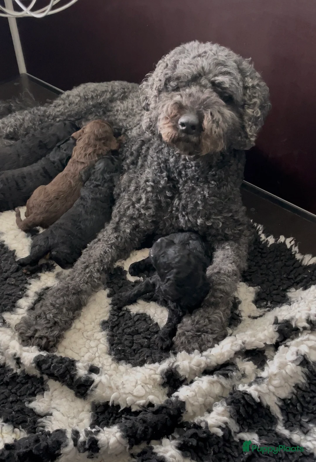 Kruising honden te koop: Labradoodle Pups - Advertentie 6