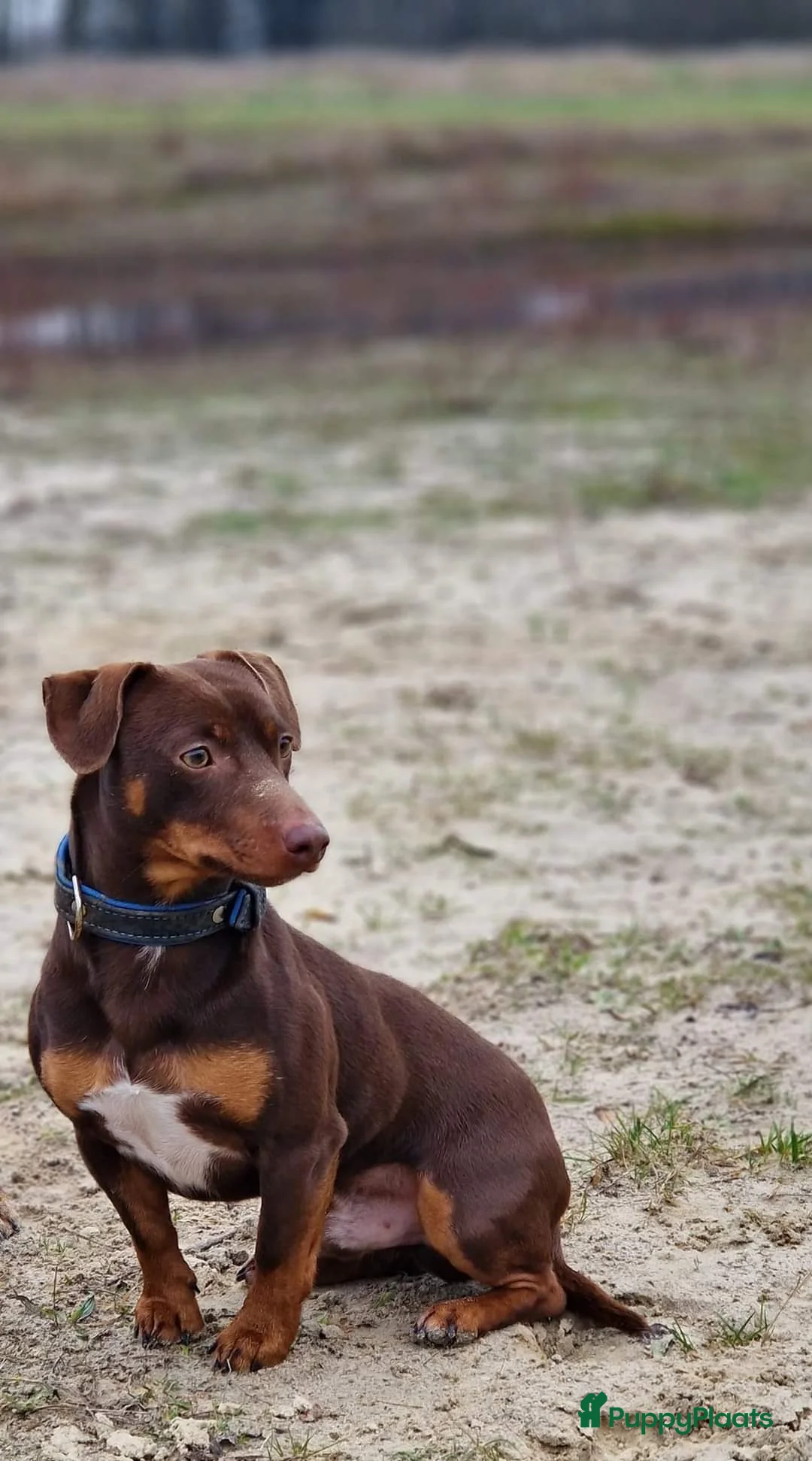 Jack Russel Terriër honden ter dekking: Jack russell dekreuen in Koewacht - Advertentie 7