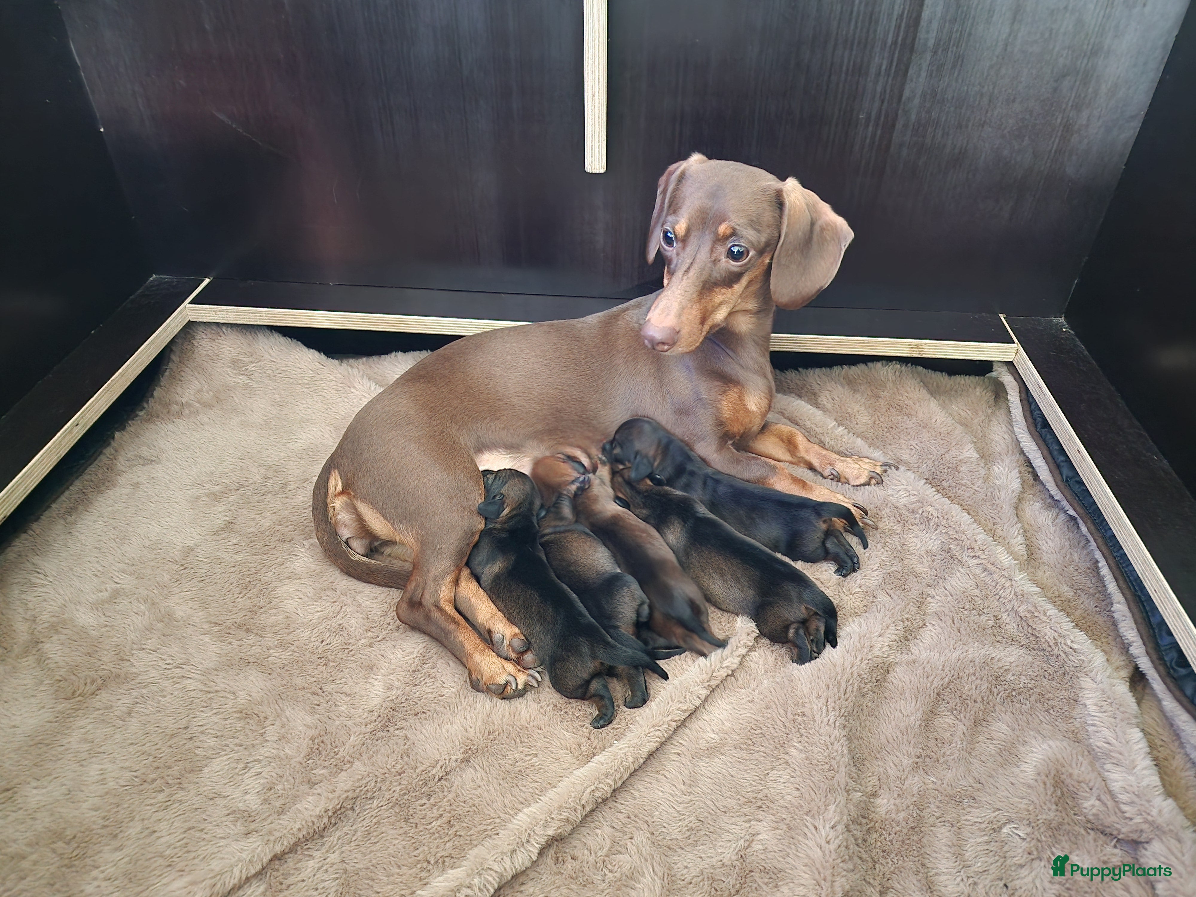 Teckel (korthaar)  honden Prachtige dwerg teckelpups beide ouders aanwezig - Advertentie 4