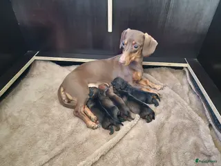 Teckel (korthaar) honden Prachtige dwerg teckelpups beide ouders aanwezig - Advertentie 4