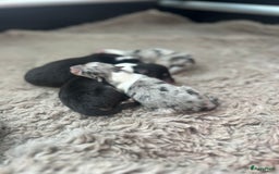 Schotse Herdershond langhaar honden te koop: Schotse Collie Pups Tricolor en Blue Merle - Afbeelding 4