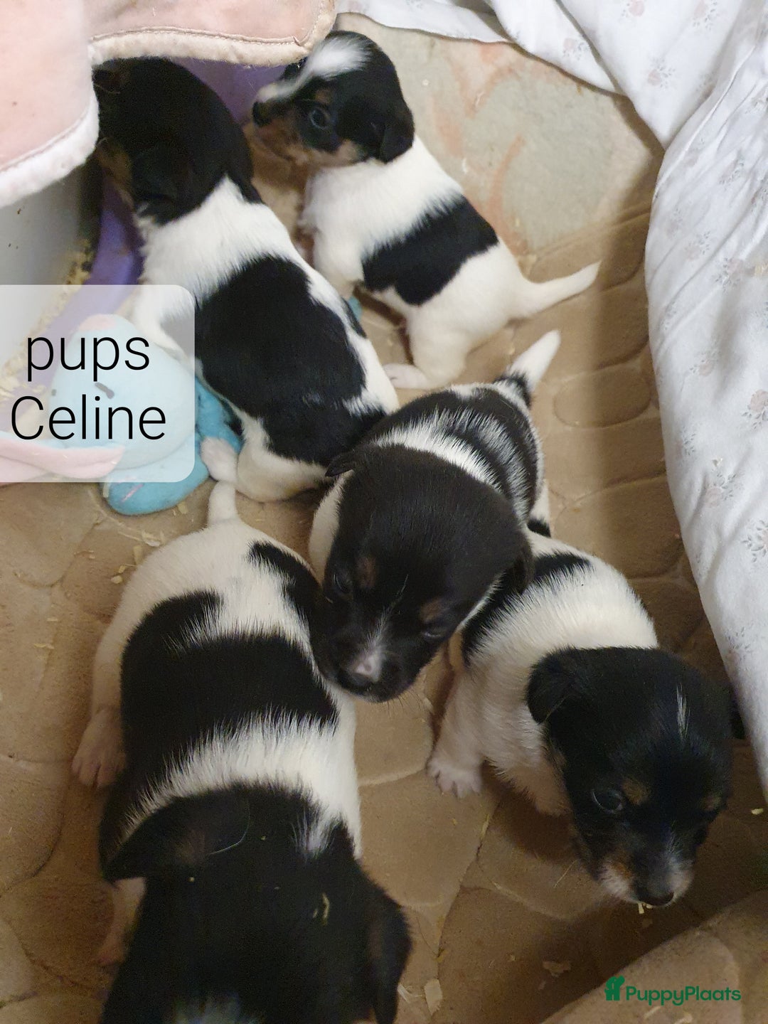 Jack Russel Terriër honden te koop: Mooie RASZUIVER JACK RUSSELL PUPPIES   GEZOND - Advertentie 6